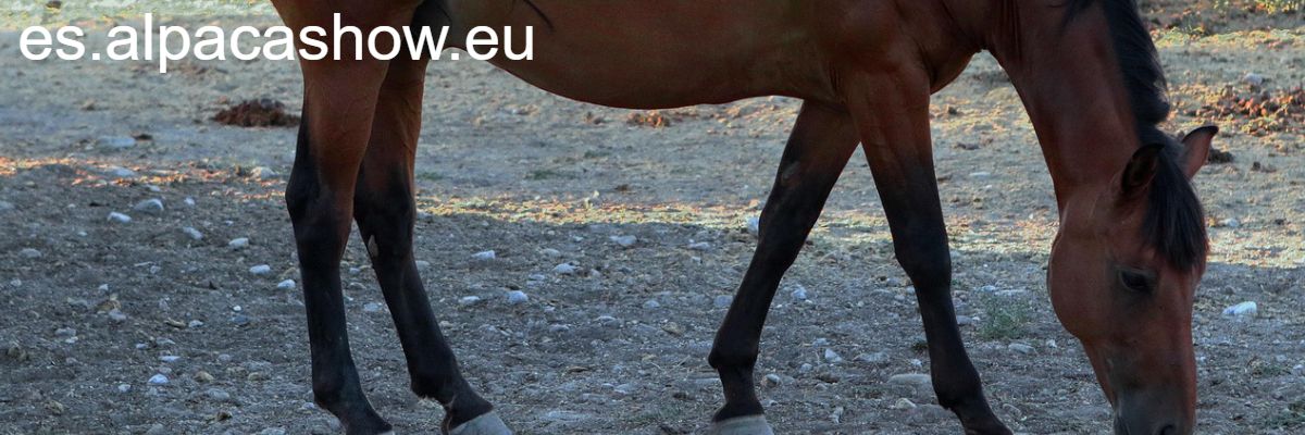 es.alpacashow.eu